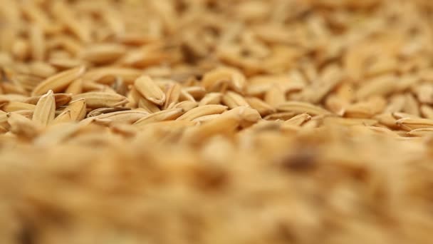 Семена Пэдди Рисовой Фабрике — стоковое видео