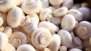 Bir Mantarın Yakın Çekimi