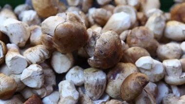 Bir Mantarın Yakın Çekimi