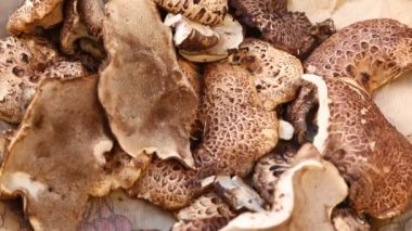 Bir Mantarın Yakın Çekimi