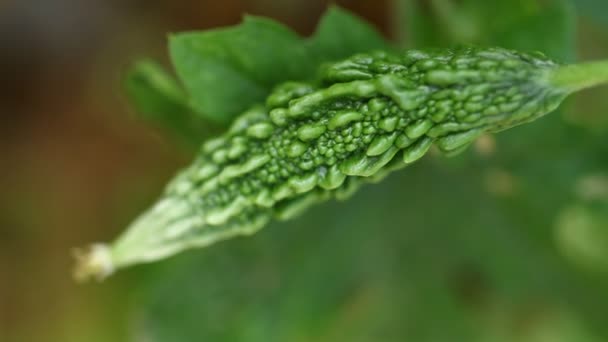 Legumes Cabaça Amarga Closeup — Vídeo de Stock