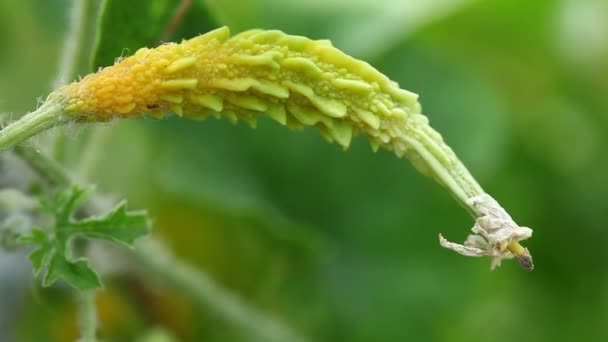 Sebzeler Acı Kabak Yakın Plan — Stok video