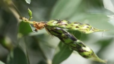 Ağaçtaki güvercin bezelyeleri