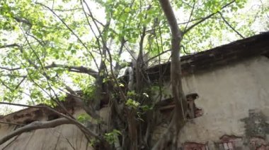 Hindistan 'daki eski binanın dehşet verici görüntüsü.