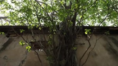 Hindistan 'daki eski binanın dehşet verici görüntüsü.