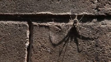 Hindistan 'daki eski binanın dehşet verici görüntüsü.