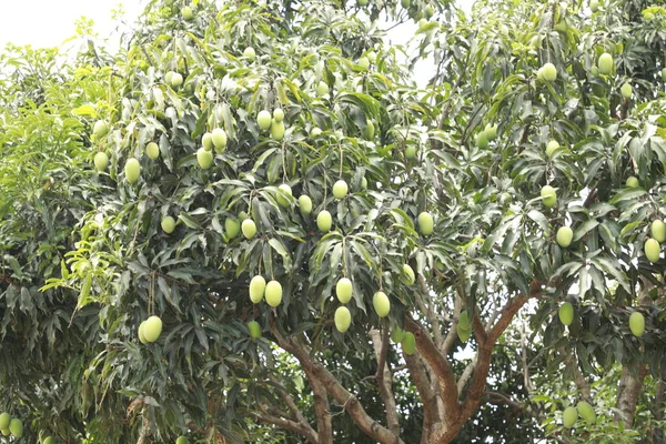 Зеленые Манго Дереве — стоковое фото