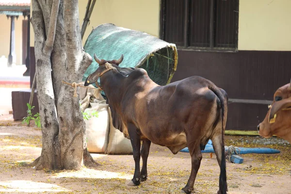 Cow At Rural Home India