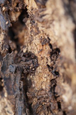 Ayurveda Ağaç Gövdesi Hint dokusu