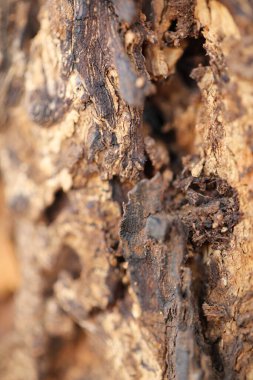 Ayurveda Ağaç Gövdesi Hint dokusu