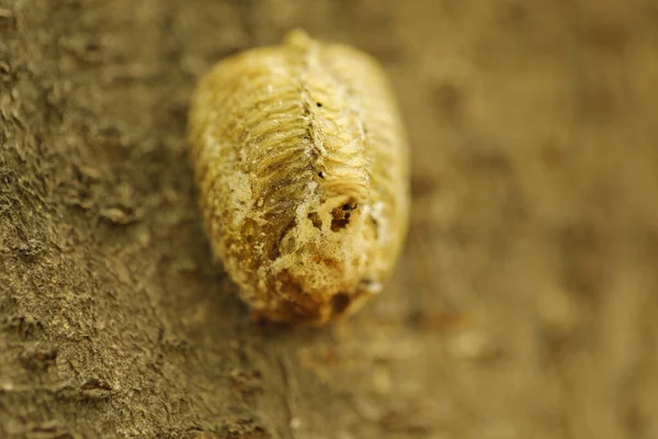 Larva Insetto Albero India — Foto Stock