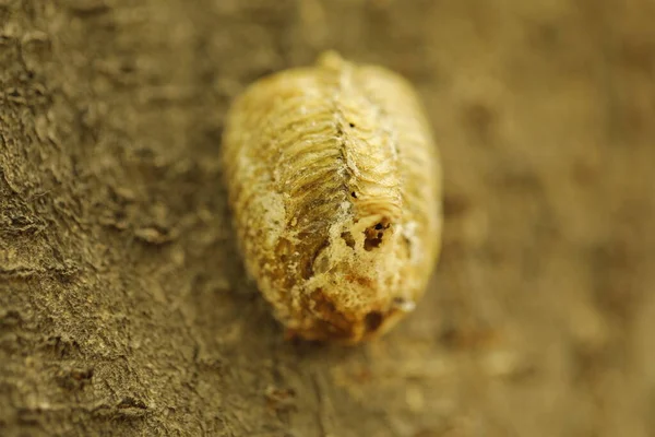 แมลง Larva บนต นไม นเด — ภาพถ่ายสต็อก