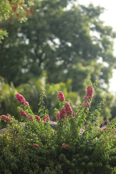 stock image Flowers in the garden