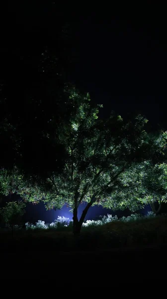 Night Horror Efeito Tiro Árvore — Fotografia de Stock