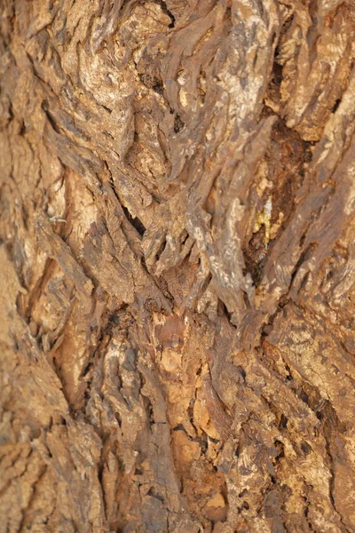 Ayurveda Tree Trunk Texture India — стокове фото