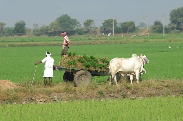 Pessoas Local Trabalho Hyderabad Índia Jul 2023 — Fotografia de Stock