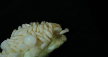 Capsicum Tohumları Bir Tablo Üzerinde
