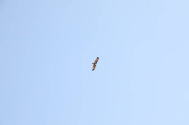 Kuş Hindistan 'da uçuyor.