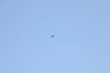 Kuş Hindistan 'da uçuyor.