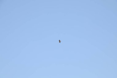 Kuş Hindistan 'da uçuyor.