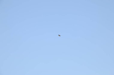 Hindistan 'da kuşlar uçuyor.