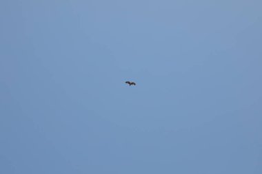 Hindistan 'da kuşlar uçuyor.