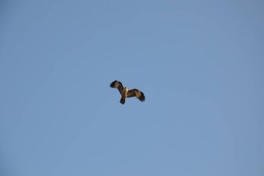 Hindistan 'da kuşlar uçuyor.