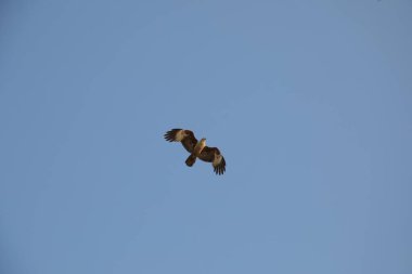 Hindistan 'da kuşlar uçuyor.