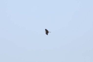 Kuş Hindistan 'da uçuyor.