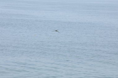 Kuş Hindistan 'da uçuyor.