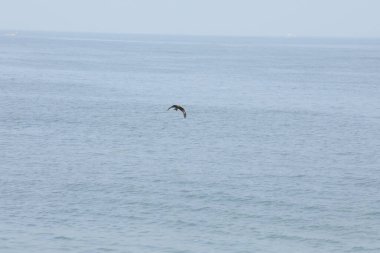 Kuş Hindistan 'da uçuyor.