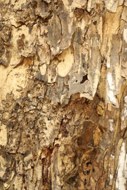 Ağaç Gövdesi deseni makro çekim