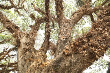Büyük ağaç dalları yakın plan