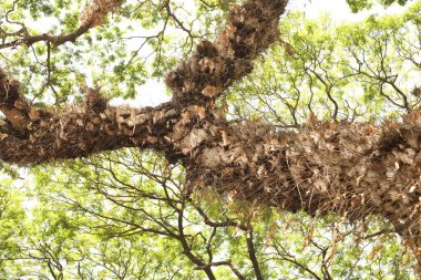 Büyük ağaç dalları yakın plan