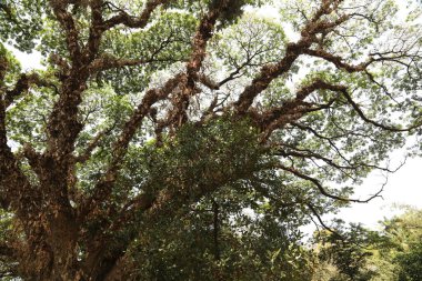Büyük ağaç dalları yakın plan