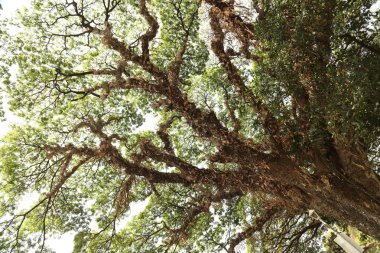 Büyük ağaç dalları yakın plan