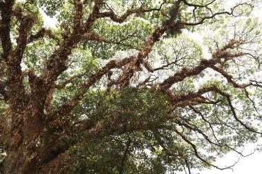Büyük ağaç dalları yakın plan