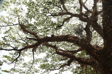 Büyük ağaç dalları yakın plan