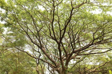 Büyük ağaç dalları yakın plan