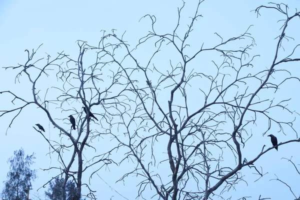Cuervo Negro Árbol — Foto de Stock