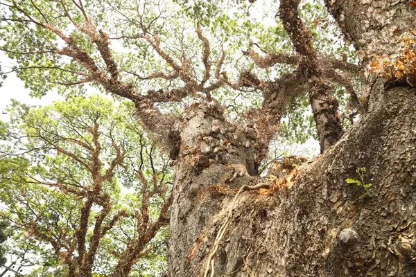 巨木の枝が接近 — ストック写真