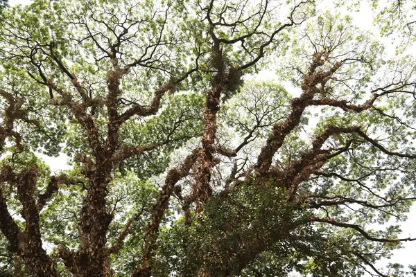 Büyük Ağaç Dalları Yakın Plan — Stok fotoğraf
