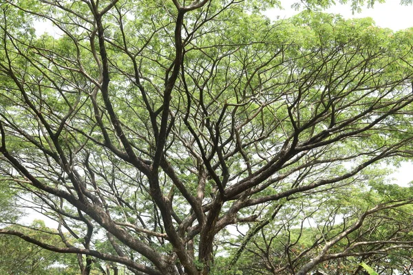 Ogromne Drzewo Gałęzie Zbliżenie — Zdjęcie stockowe