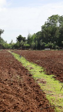 Tarlalarda Kuru Çamur