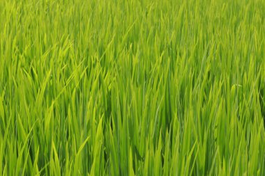 Pirinç tarlaları Kerala Hindistan