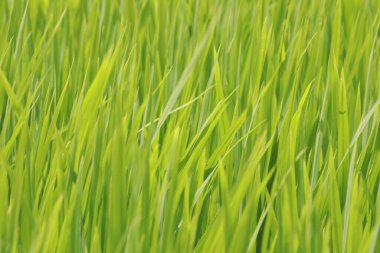 Pirinç tarlaları Kerala Hindistan