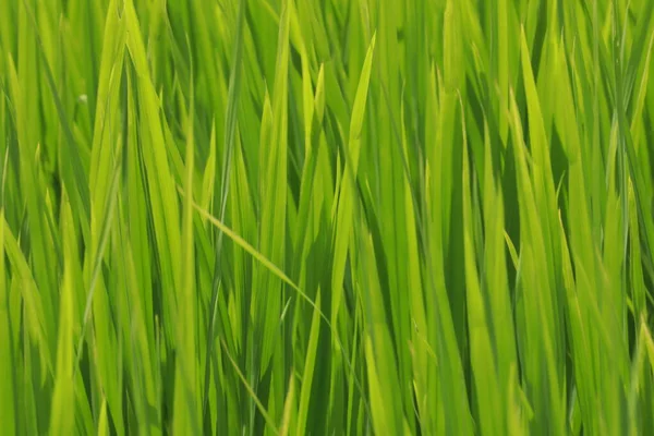 Rýžová Pole Provincii Kerala Indie — Stock fotografie