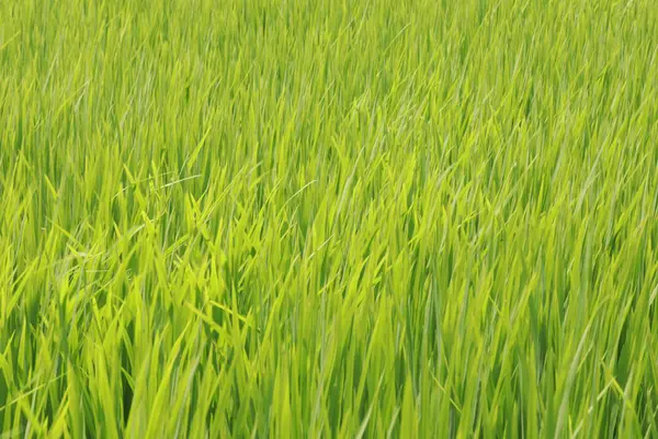 Рисові Поля Керала — стокове фото