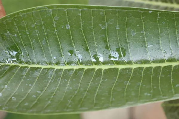 stock image Indian Medicated Plant Leaf macro shot