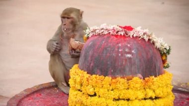 Hint Tapınağındaki Maymun